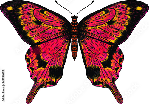 morpho butterfly pink yellow fairy
