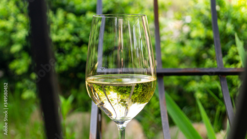 a glass of white wine in the garden among green plants