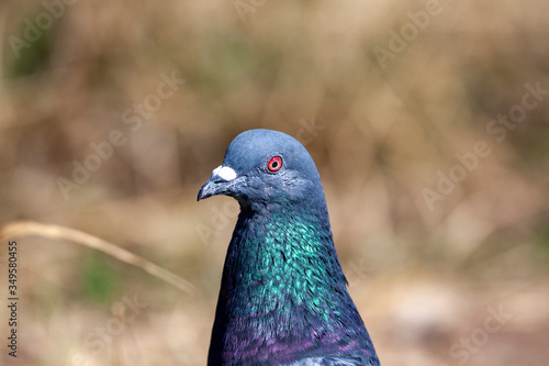 Rock Dove (Columba livia) in park