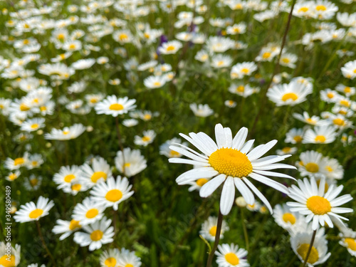 View on green meadow with countless white yellow marguerite flowers (leucanthemum vulgare)