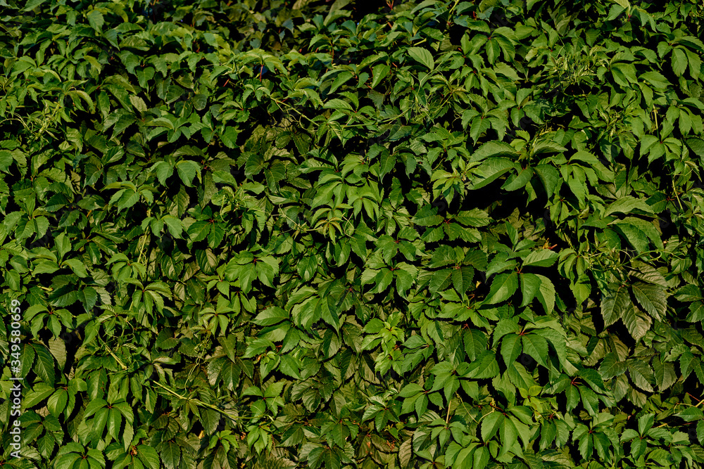 beautiful wall of wild green grape leaves, backgrounds, textures beautiful wall of wild green grape leaves, backgrounds, textures