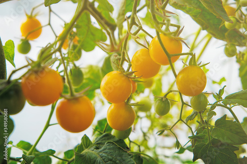 Yellow ripe tomatoes on a stalk in a greenhouse. Harvesting tomato, vegetable on a sunny day.