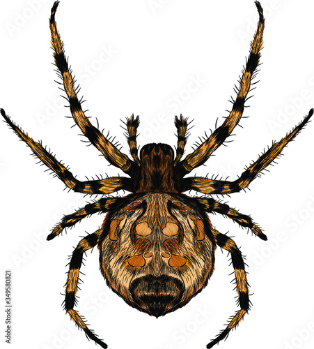spider steed crossbow scary vector