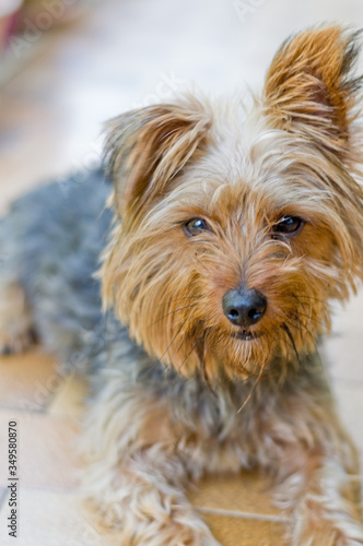 Closeup portrait of a yorkshire terrier with one ear up and one down
