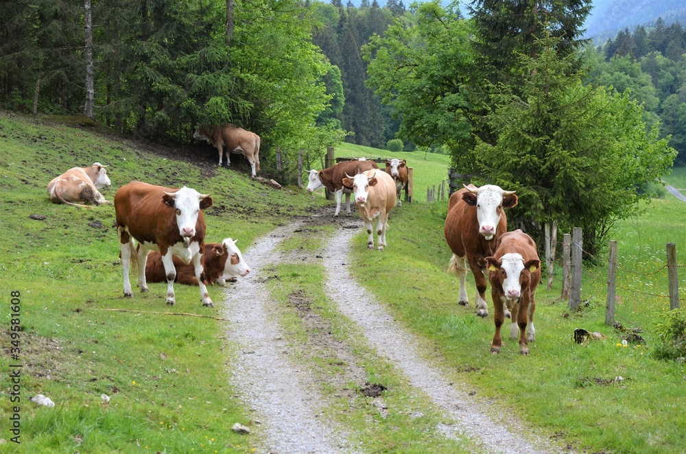  cows on a farmroad