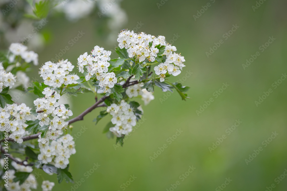 closeup tree branch in a blossom, outdoor forest scene closeup tree branch in a blossom, outdoor forest scene