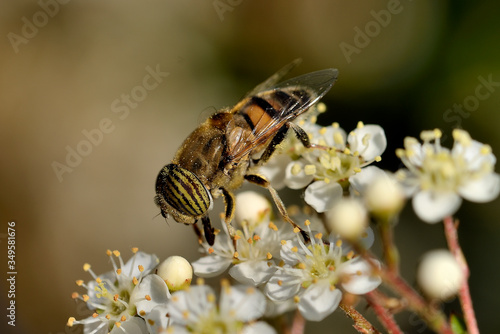 abeja polinizando flores blancas (Apis mellifera) Marbella Andalucía España	