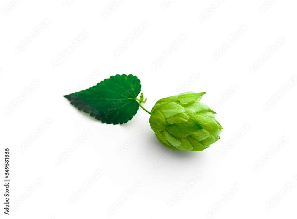 A fresh hops brunch, one cone isolated on white background. Green ripe hop plant harvest, beer brewing concept. A fresh hops brunch, one cone isolated on white background. Green ripe hop plant harvest, beer brewing concept.