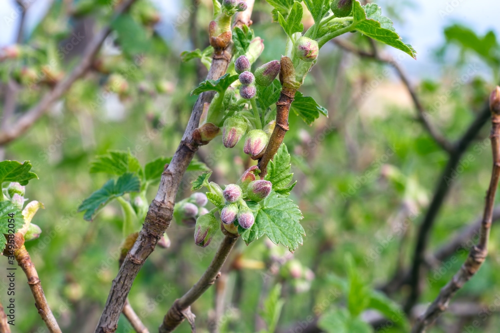 Currant bush branch close-up during flowering. Currant bush branch close-up during flowering.