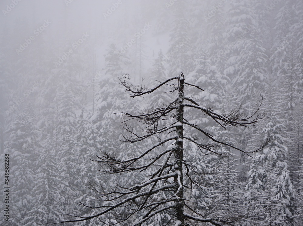 Górski las zimą - obrazy, fototapety, plakaty 