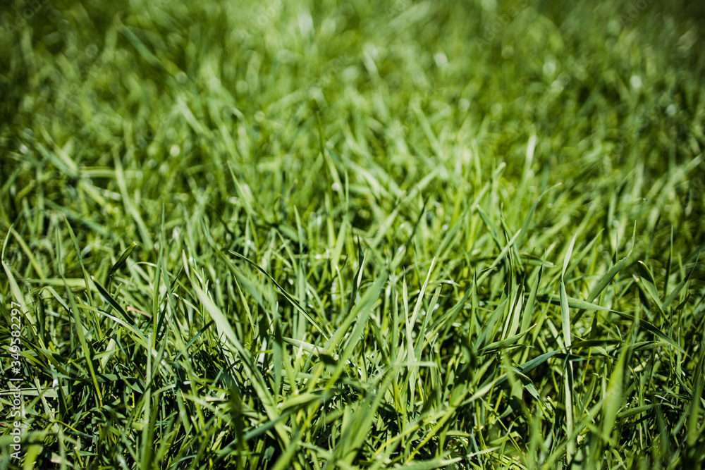 wiese_gras_hoch wiese_gras_hoch