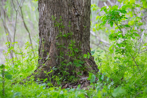 closeup tree barrel growth in a green forest glade