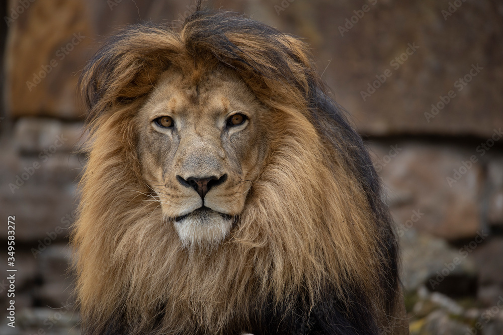 Male lion in Botswana Male lion in Botswana