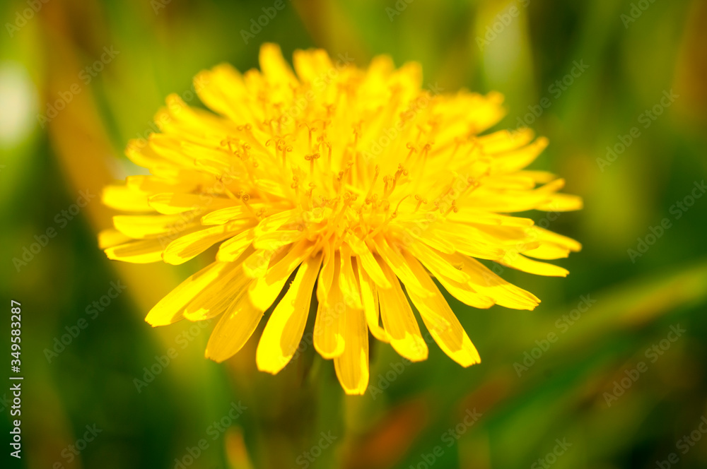 yellow dandelion flower yellow dandelion flower
