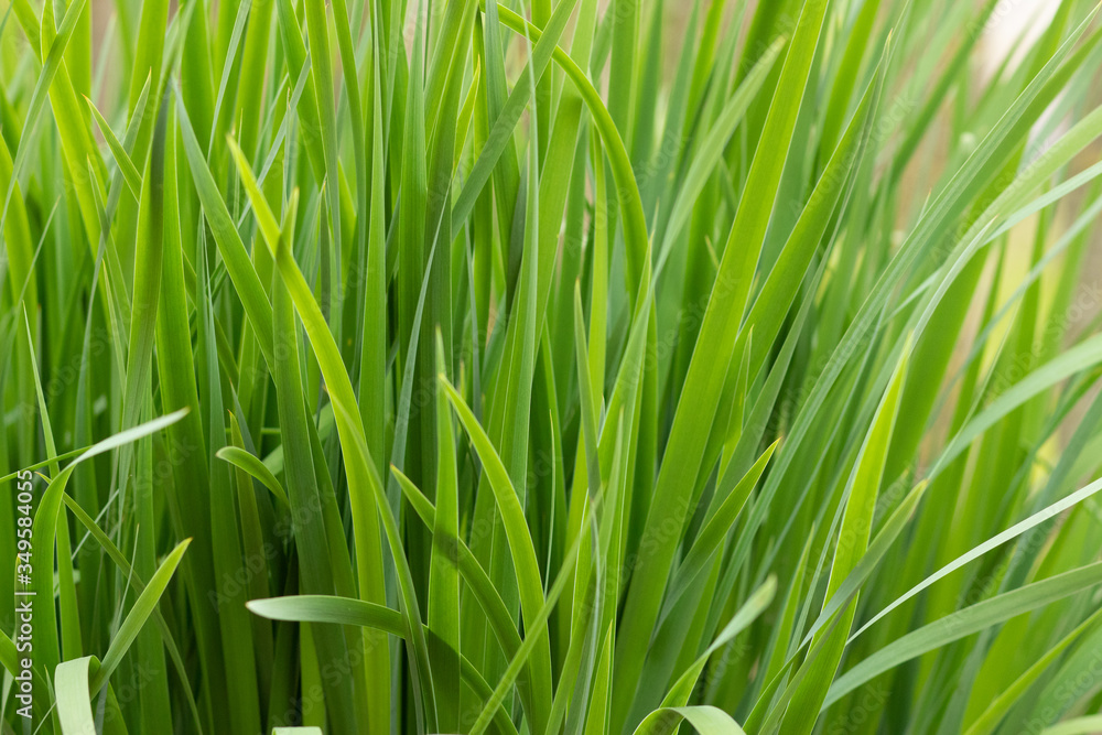 Background of blooming hemerocallis fulva grass close-up. Dew drops on the grass hemerocallis fulva Background of blooming hemerocallis fulva grass close-up. Dew drops on the grass hemerocallis fulva