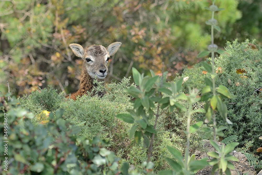muflon joven en el monte (Ovis aries musimon) en la sierra de Ojén Málaga muflon joven en el monte (Ovis aries musimon) en la sierra de Ojén Málaga