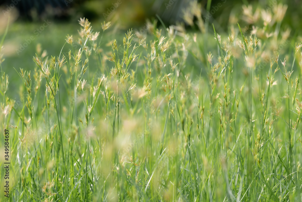 Beautiful grass flowers in nature background.Nut grass flower in the morning.(Cyperus rotundus)