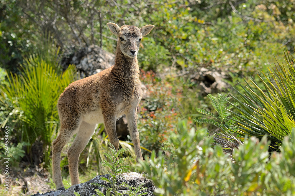 muflon joven en el monte (Ovis aries musimon) en la sierra de Ojén Málaga muflon joven en el monte (Ovis aries musimon) en la sierra de Ojén Málaga