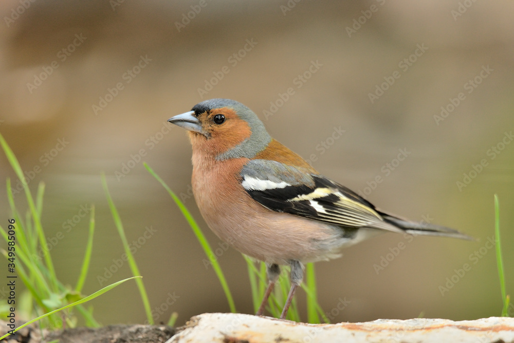 pinzón vulgar posado en un tronco (Fringilla coelebs) en Marbella España pinzón vulgar posado en un tronco (Fringilla coelebs) en Marbella España