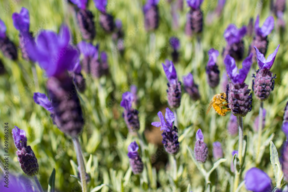 Fototapeta premium Lavendelfarm Wanaka