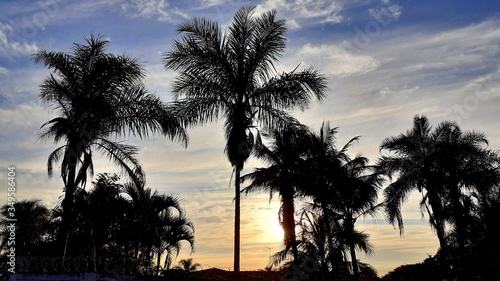 palm trees at sunset © Cristiano
