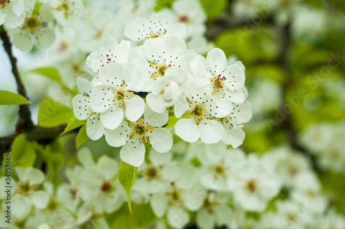 White flowers of a fruit tree