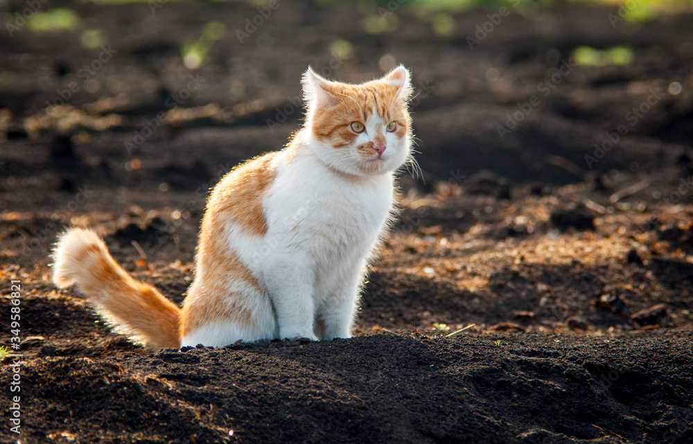 A white and red cat is sitting on the ground A white and red cat is sitting on the ground