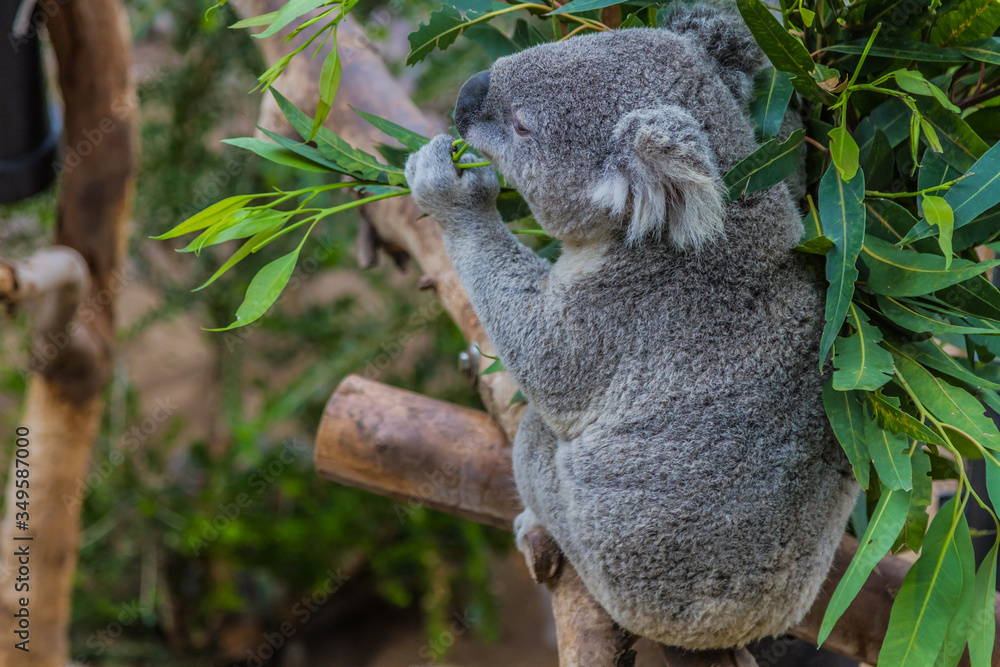 Fototapeta premium Koala (Phascolarctos cinereus)