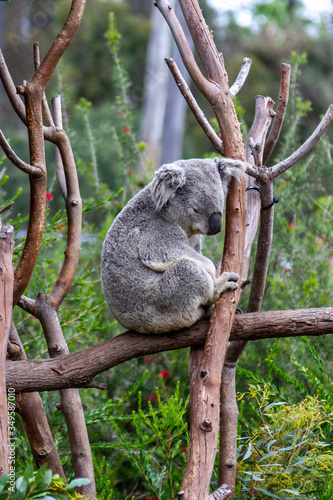 Photography Koala (Phascolarctos cinereus)