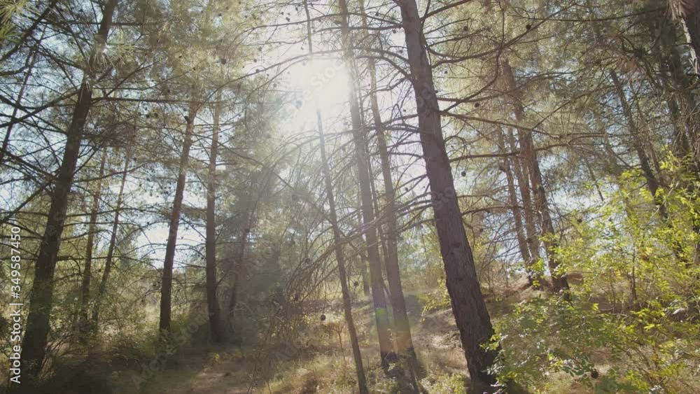 Scenic Forest of Fresh Green Trees with Sun Shining Scenic Forest of Fresh Green Trees with Sun Shining
