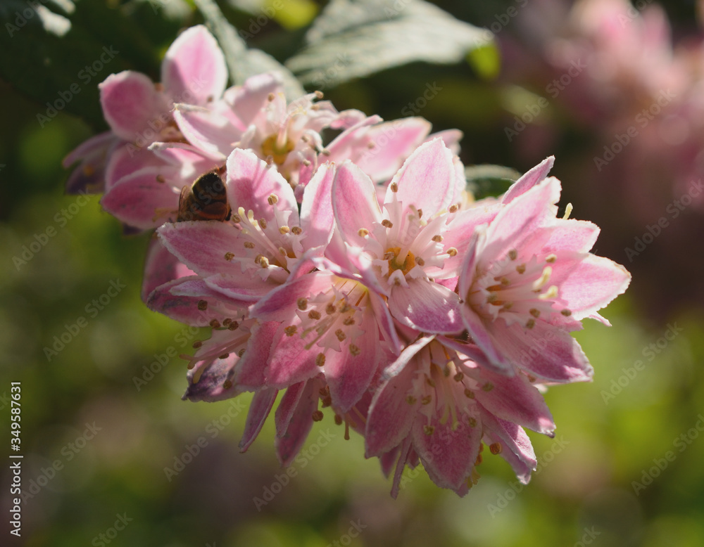 Obraz premium FLEUR DE GROSEILLIER