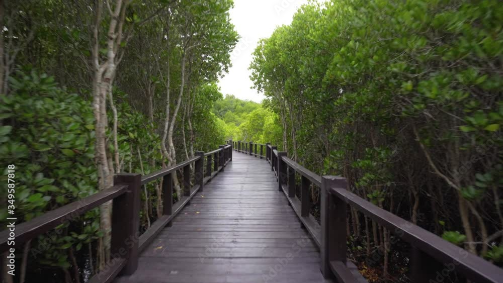 wooden empty road-bridge in the green forest. mangrove wooden empty road-bridge in the green forest. mangrove