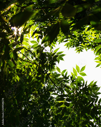 green leaves in sunlight background