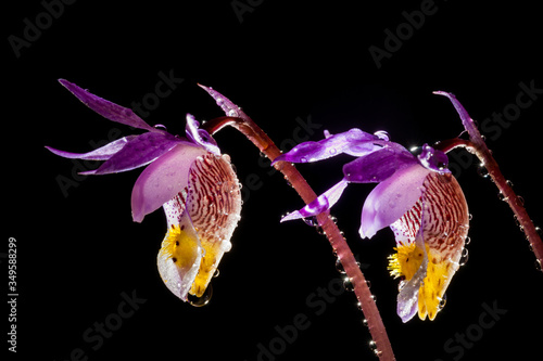 Tableau sur toile Isolated Fairy Slipper Blooms on Black