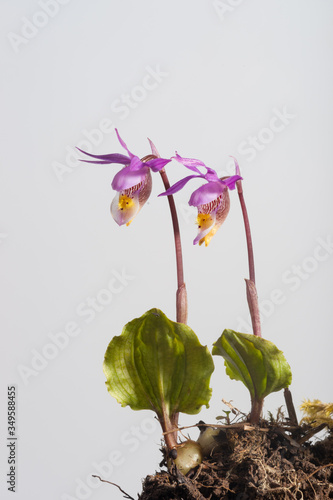 Schilderij op canvas Calypso bulbosa - Fairy Slipper Orchids - Isolated on White
