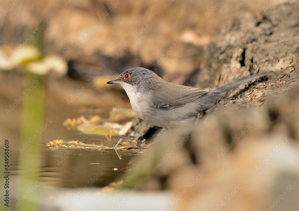 Obraz premium curruca cabecinegra hembra en el estanque en Marbella Málaga (Sylvia melanocephala)