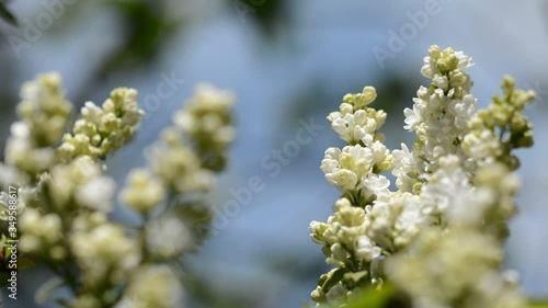 White lilac flowers moving with the breeze on blue sky background