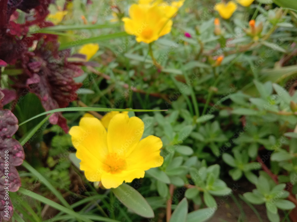 small tropical yellow flowers