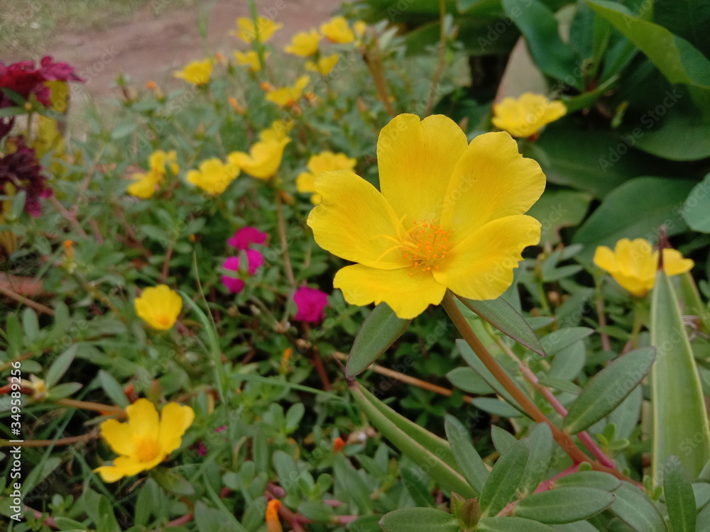 small tropical yellow flowers small tropical yellow flowers