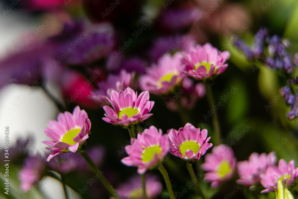 pink flowers in the garden
