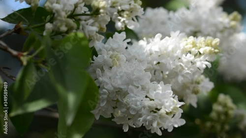 Close up of beautiful white lilac flowers moving with the breeze