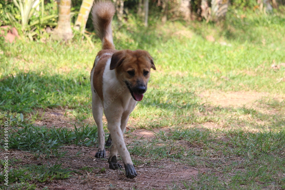 White spotted dog, Bangkaew dog in Thailand
White spotted dog, Bangkaew dog in Thailand