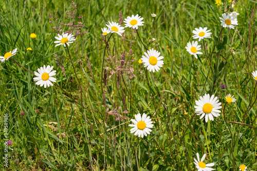 Auf der Wiese blühen zahlreiche Margeriten. Wiesen mit Blumen sind eine wichtige Nahrungsquelle für Insekten und andere Tiere.