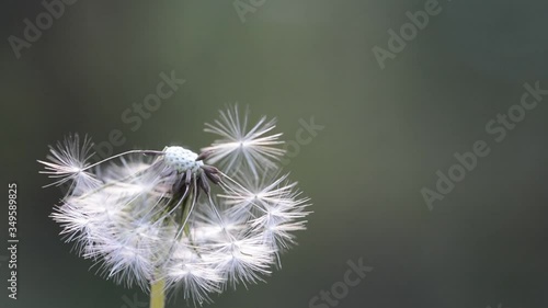 Dandelion seed head blown away by wind