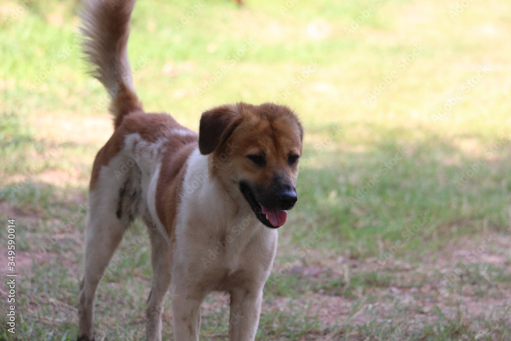 White spotted dog, Bangkaew dog in Thailand
