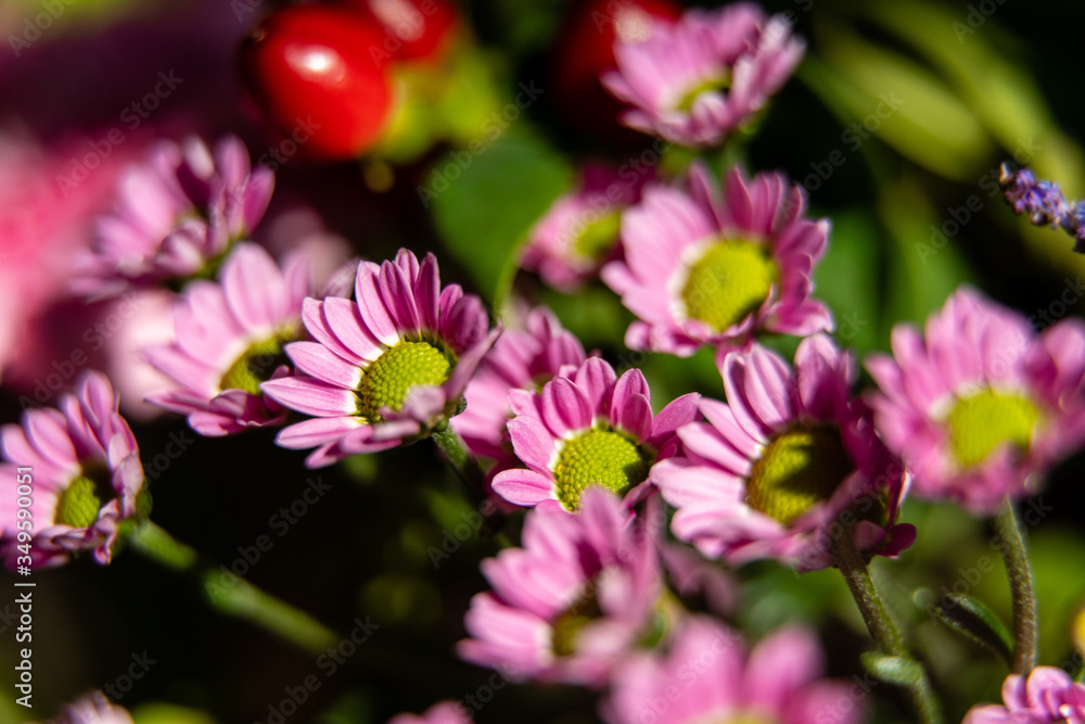 pink flowers in the garden pink flowers in the garden