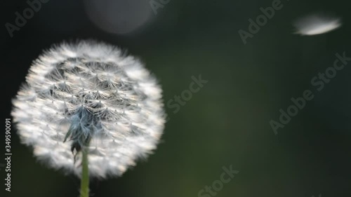 dandelion blowball  in the wind