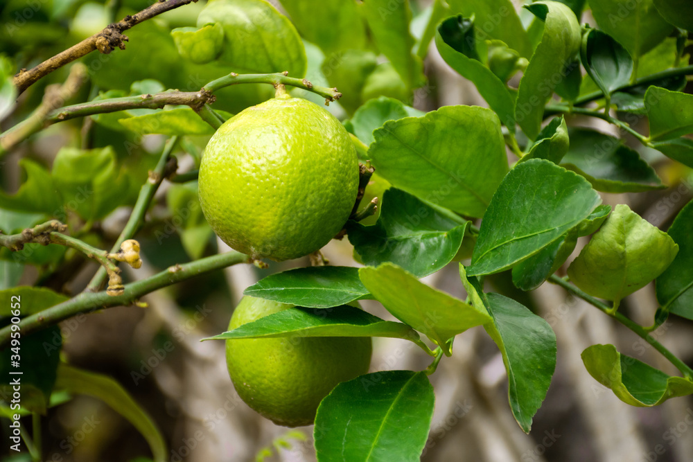 Close up of green limes hanging on branch with blurred background. Close up of green limes hanging on branch with blurred background.