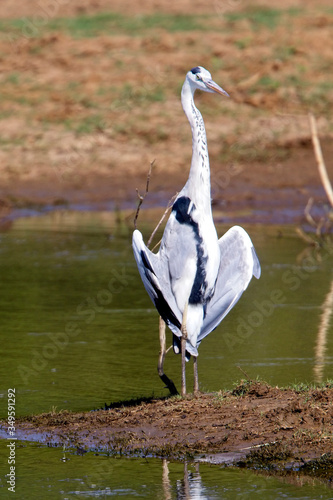 Grey Heron (Ardea cinerea) standing with wings open, Uda Walawe National Park, Sri Lanka. photo