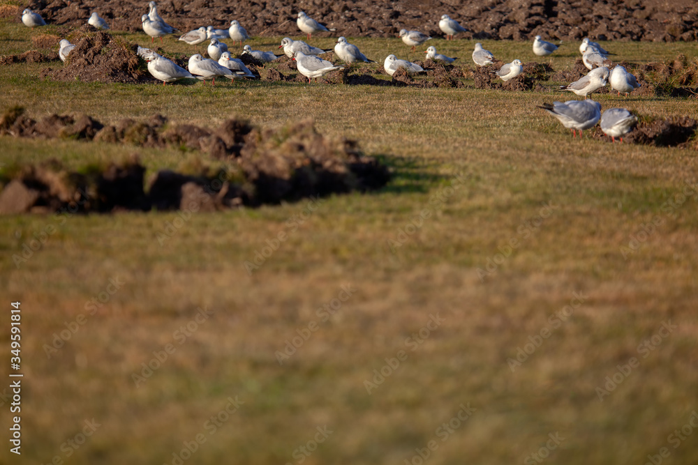 flock of seagulls standing on the ground flock of seagulls standing on the ground